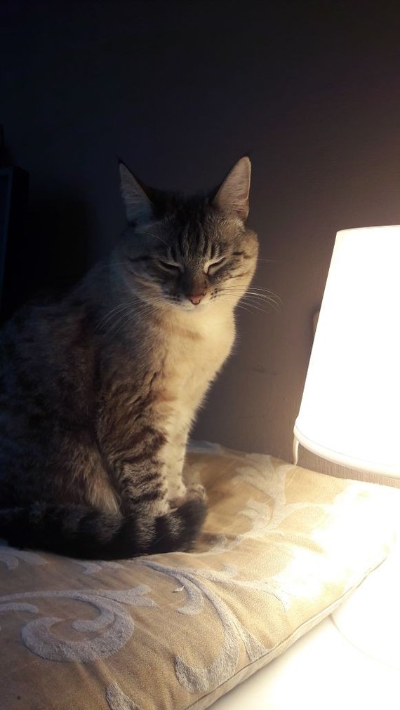 Our cat lamp) - My, Catomafia, cat, Sarah, Cat with lamp
