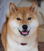 I ask for help from our people. - My, Help, Shiba Inu, Real life story, Thank you