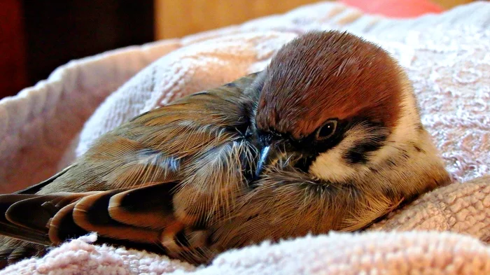 Sparrow Tosha was tired and lay down to rest. - My, Birds, , Sparrow Tosha, Sparrow