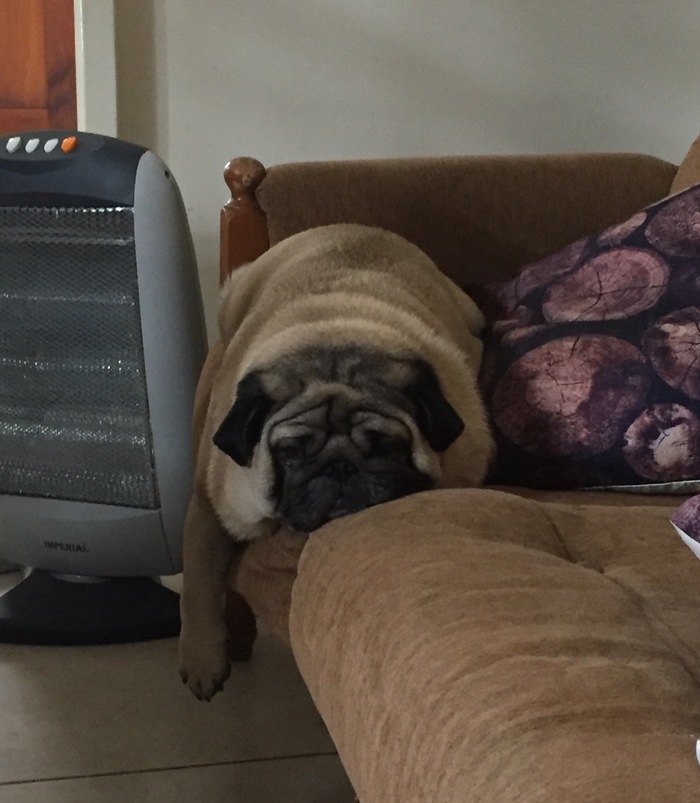 What do you know about laziness... - My, Pug, Animals, Laziness, Photo on sneaker, Dog