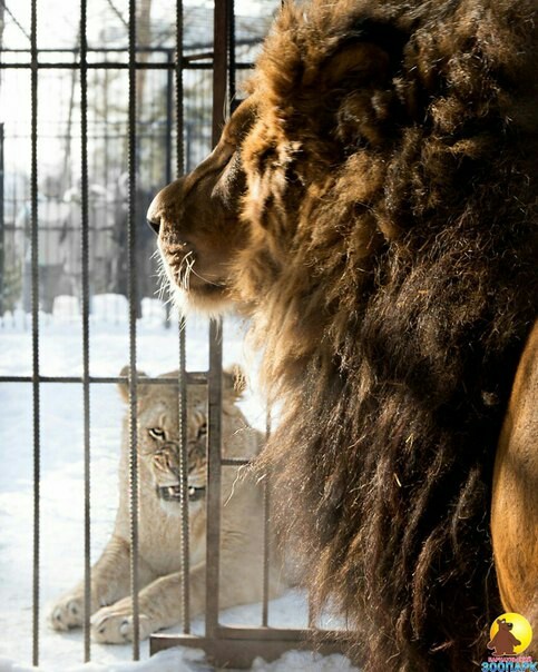 When I was going to have a drink with my friends, but my wife won't let me - Animals, Zoo, a lion, Relationship, The photo