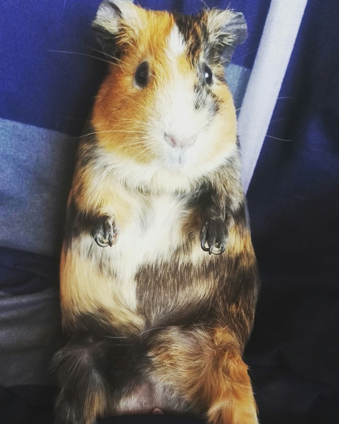 ������ ����