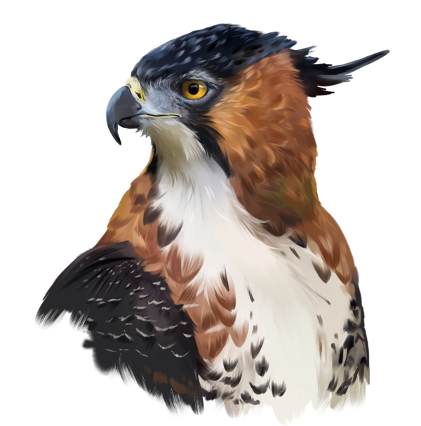 Hawk-eagle , , Kajenna