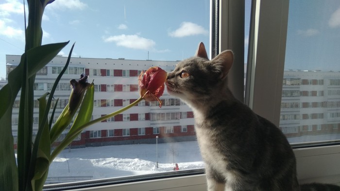 After March 8 - cat, Flowers, My, Holidays