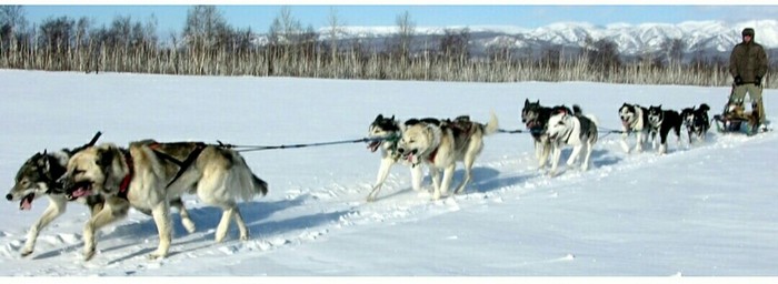 Beringia 2018. For the Guinness record. Start. - Husky, Kamchatka, The race, Dog sled, Beringia, Start, Guinness Book of Records, Longpost