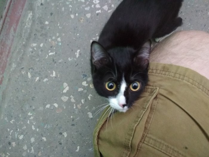 Kitty in good hands!!! Tyumen - My, My, Foundling, cat, In good hands, No rating, Tyumen, Help