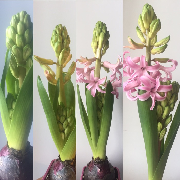 Hyacinth. - My, The photo, Hyacinths, Bloom