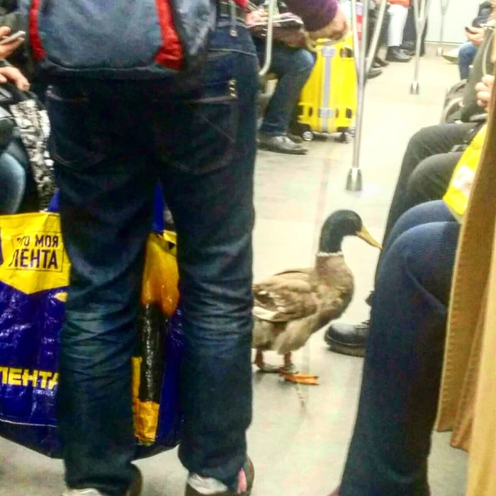 Spring migration of ducks in nature - My, Metro, Beggars, Saint Petersburg, Metro SPB, Duck