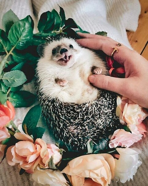 cute hedgehogs - Hedgehog, Milota, Longpost