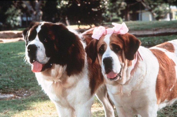 Gender differences - My, Film Beethoven, Dogs and people, Story, Dog, St. Bernard, Bow