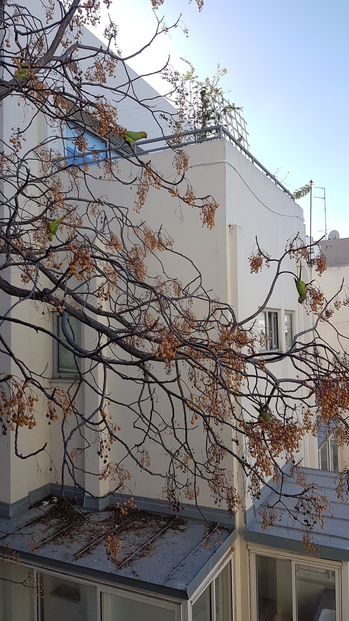 Dinner outside the window. How many parrots do you see? - My, A parrot, Dinner, Birds, Tree, The photo