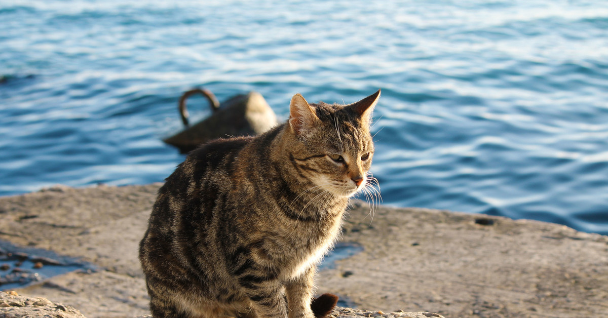 алушта коты. коты алушты. коты в крыму много. андская горная кошка. крымские коты.