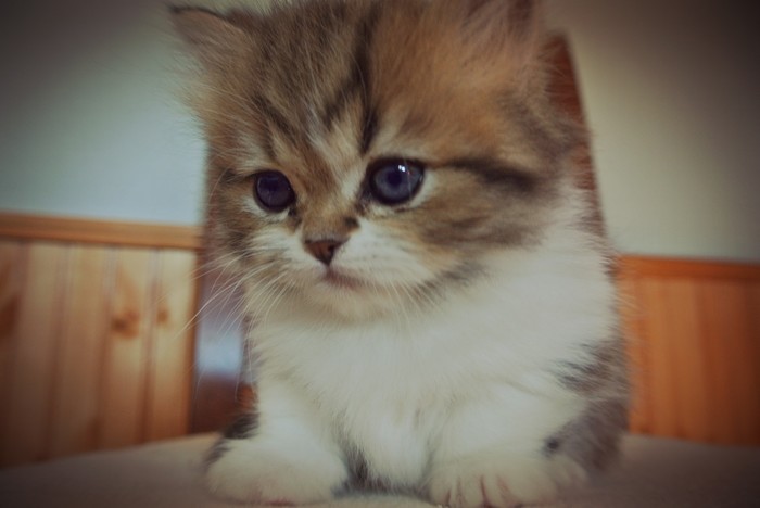 Munchkin kitten - Munchkin, cat, Kittens