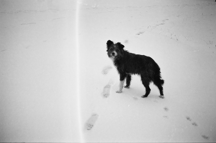 Footprints - My, Dog, Snow, Winter, Siberia, Black and white photo