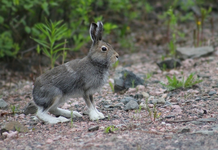 On white socks - Hare, White hare, The photo, Children, Milota