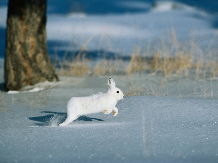 snow jumper - Hare, White hare, The photo, Snow, Milota, Color