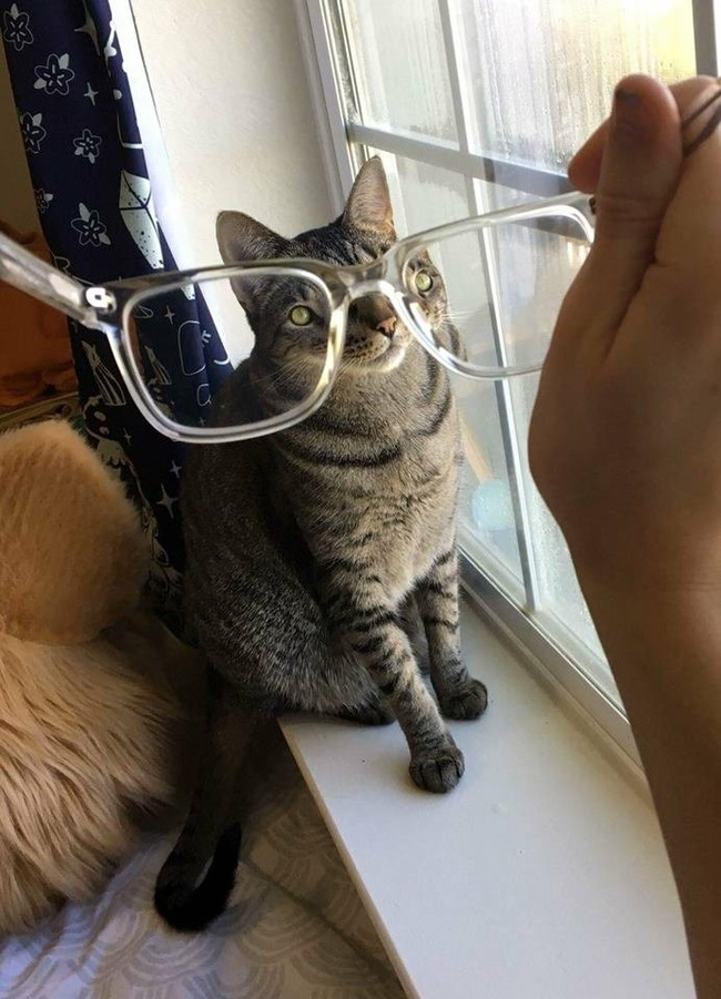 Do not do this - Glasses, cat, Optical illusions