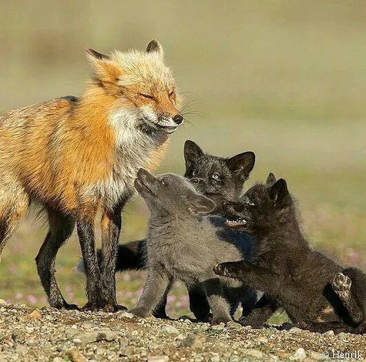 The paint is gone. - Animals, The photo, Fox