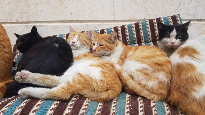 Фотографии из знаменитого кошачьего приюта в Алеппо, где нашли убежище домашние коты погибших или бежавших из города жителей. кот, Сирия, Алеппо, приют, длиннопост