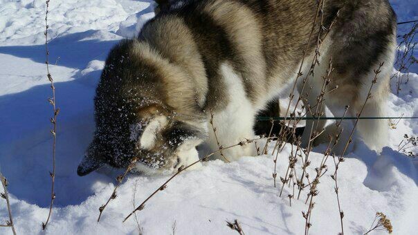 Problem solving - My, Husky, Solution, Dog, Snow