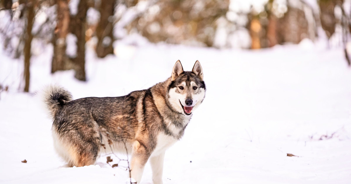Cat из лайка. западно сибирская лайка злая. помощь лайкам. поддержим лайками. натаска лайки.