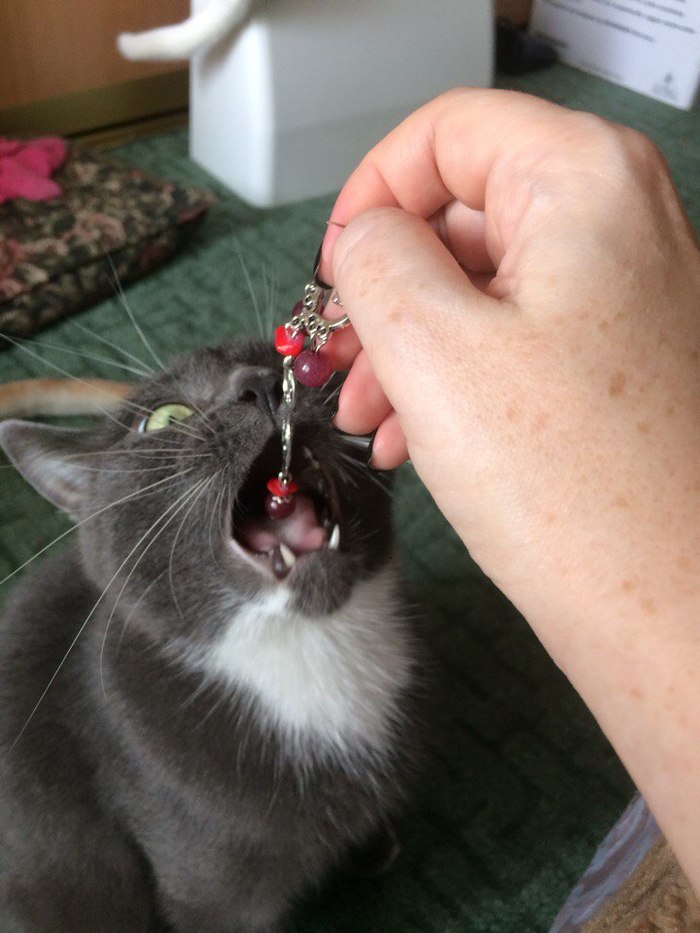 My cat and new earrings - My, cat, Catomafia, Earrings, , The photo