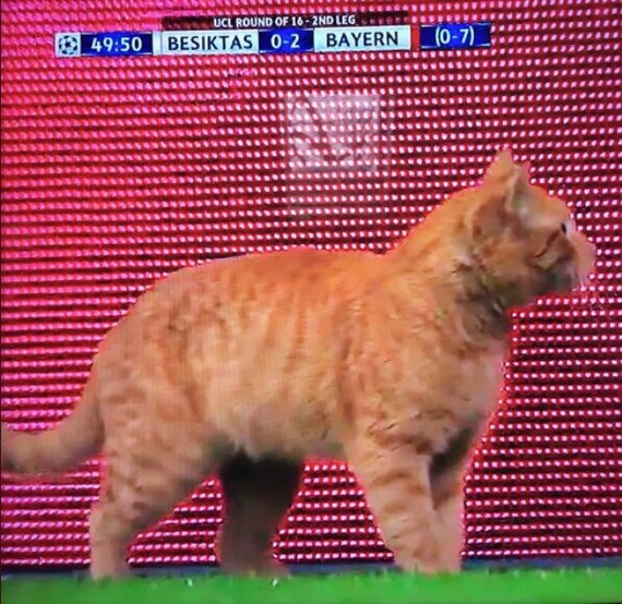 Went out to defuse the situation - Football, Field, cat, Bavaria, BeЕџiktaЕџ