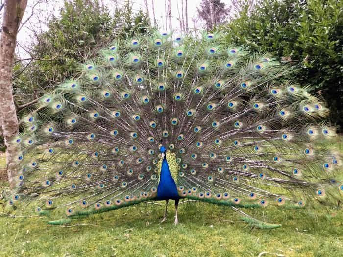 Home peacock. - My, Peacock, Birds, , , Tail