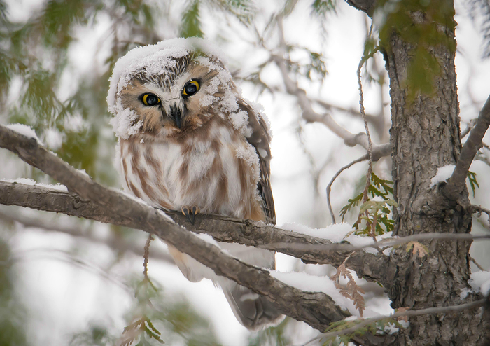 Snowy owls in winter - Owl, Winter, Hunting, Survival, The photo, Longpost