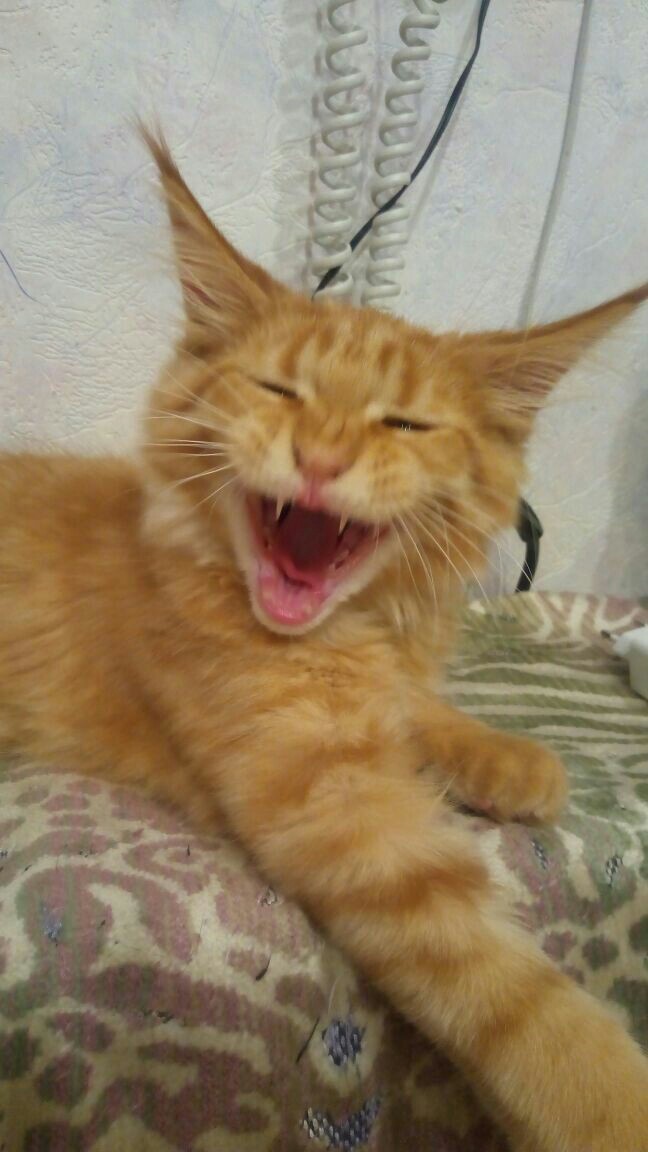 Yawns... - Yawn, The photo, Yawns, cat, Maine Coon, My