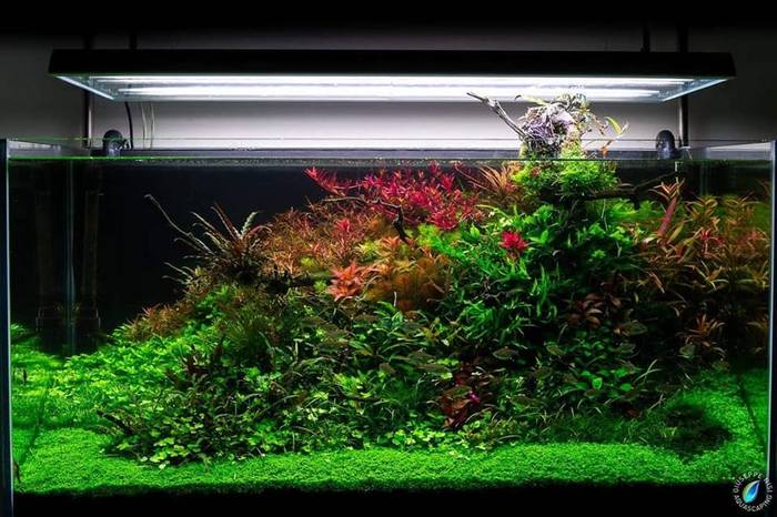 Аквариум от Giuseppe Nisi, Италия, 100*50*50см