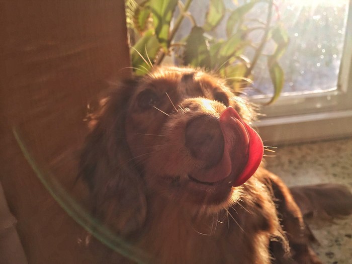 sunny nose) - Marble dachshund, Dachshund, My