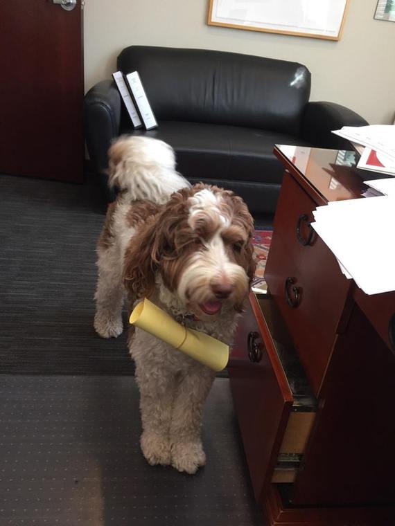 My lawyer father takes Franny to work. - Dog, Animals, Pets, Advocate, Delivery, Reddit, Training