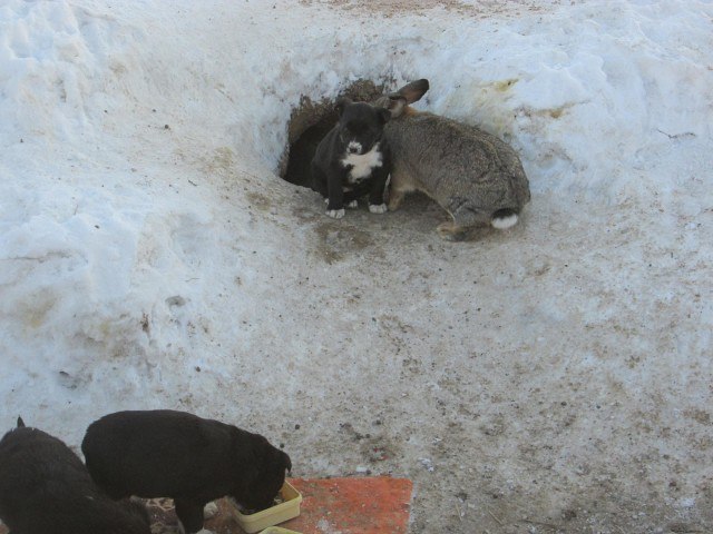 В Омской области кролик спас щенков и заменил им убитую собаку омск, щенки, кролик, Лига Добра, длиннопост
