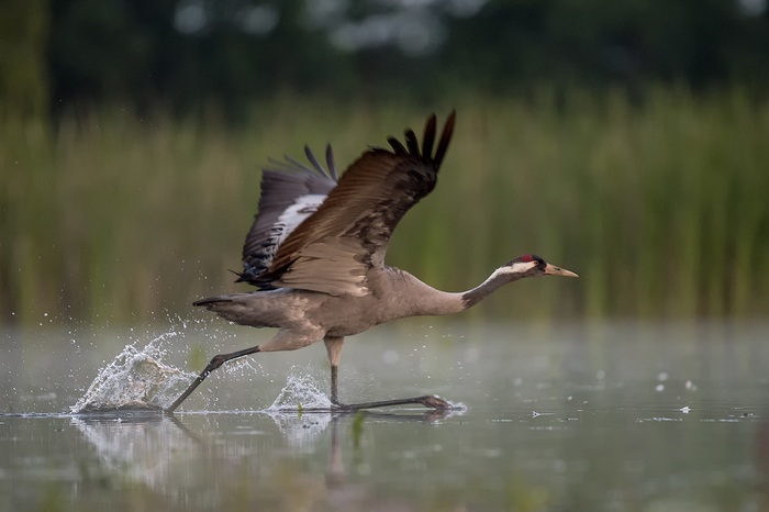 Молодой человек, а бахилы?!