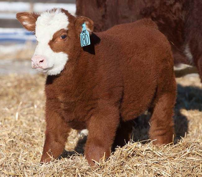 Little fluffy cow) - The photo, Fluffy, Cow, Animals