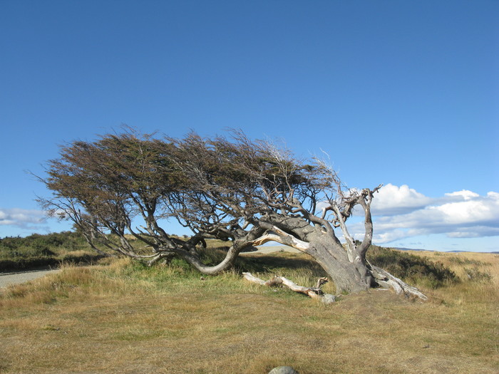 Crooked trees of Tierra del Fuego. - My, Argentina, Travels, Ushuaia, Tree, Wind, Longpost
