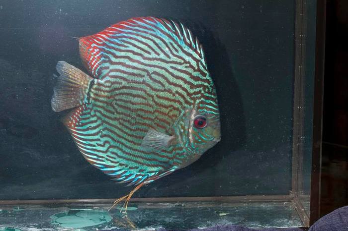 Дискус Арабиа