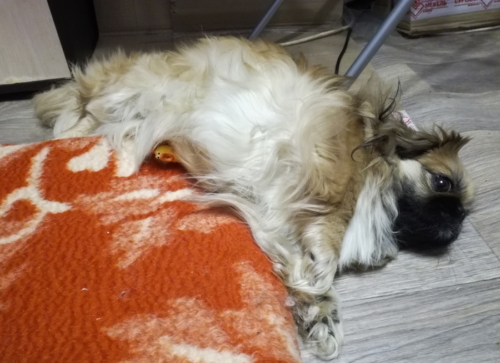 "��������" ��� ������ � ����������