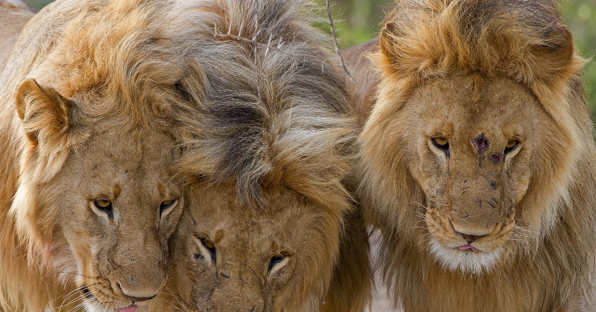 Читать 3 льва. 3 Льва. Львы братья. Лев три братья. Львы братья фото.