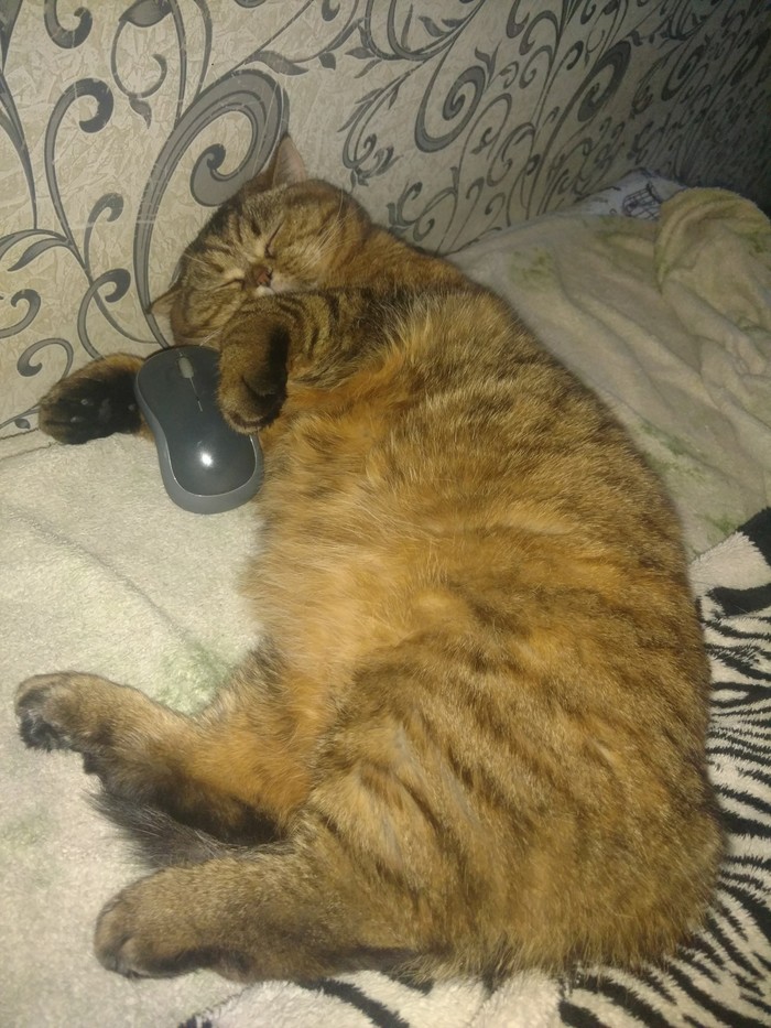 Sleep well with a mouse - My, cat, Catomafia, Scottish Straight, PC mouse, Dream, The photo