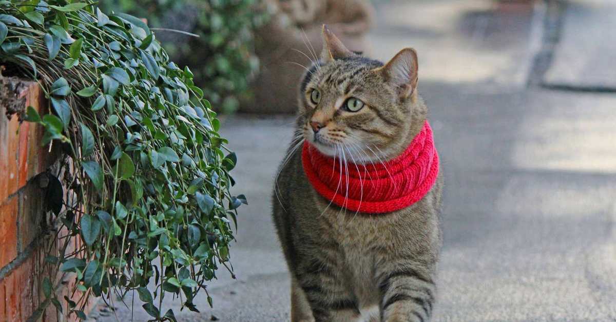 Звуки гуляющих котов. Кошка на прогулке. Кот в шарфе. Кот в шарфе на улице. Важный кот.