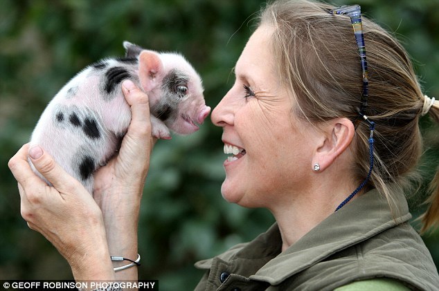 Mini pig: why not an option for a pet? - Mini Pig, Pets, Pet, Milota, Longpost, Pig, Piglet