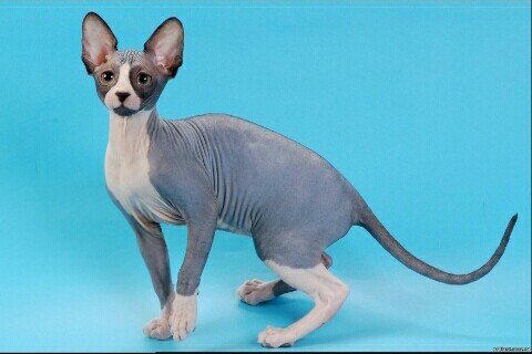 Sphinx. - Cat breeds, Sphinx