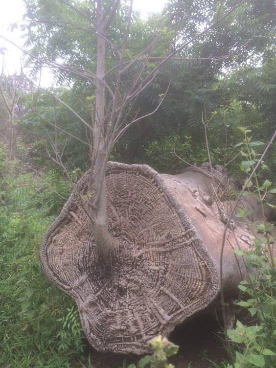 Баобаб проросший из спиленного баобаба - Фотография, Дерево, Баобаб, Спил, Природа