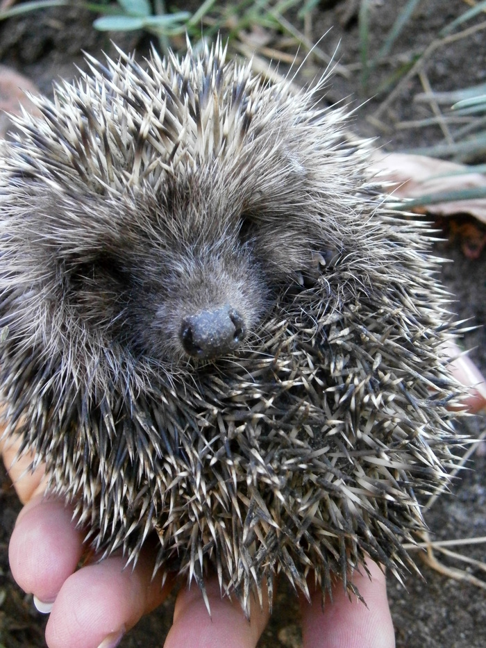 Little hedgehog - My, Hedgehog, The photo, Animals