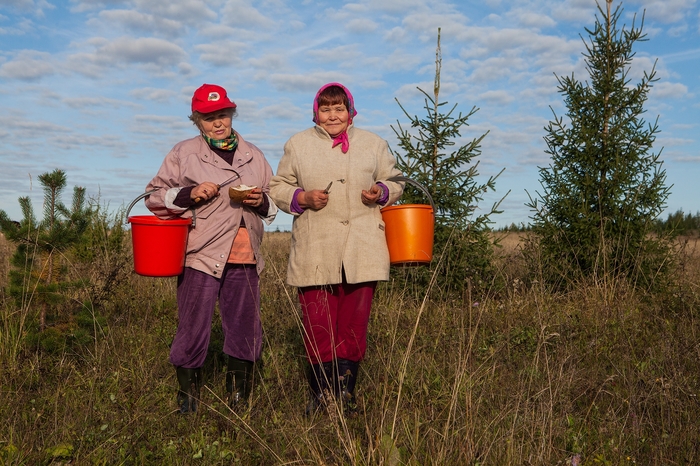 The State Duma is preparing a new law on the collection of mushrooms and berries - Mushrooms, Berries, Deadwood, Law, Forest, State Duma, Politics, Longpost