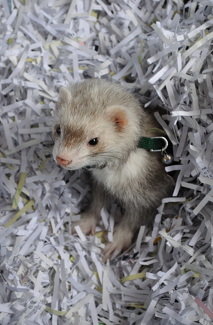 Ferrets - Funny Ferrets, Ferret, Animals, Longpost