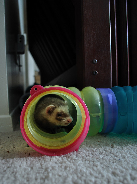 Ferrets - Funny Ferrets, Ferret, Animals, Longpost