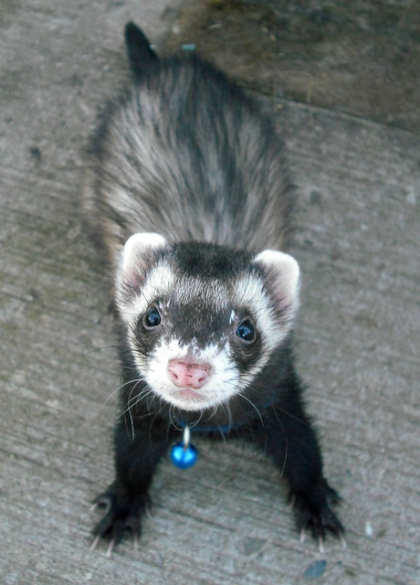 Ferrets - Funny Ferrets, Ferret, Animals, Longpost